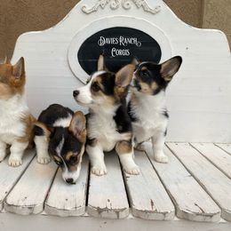 Pembroke Welsh Corgi Puppies from Davies Ranch Pembroke Welsh Corgis