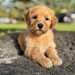 Virginia1 - female Golden Mountain Doodle puppy in Twin Falls, Idaho from Magic Valley Family Doodles