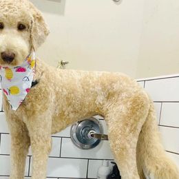 Bernedoodles and Goldendoodles from D-H Poodles & Doodles