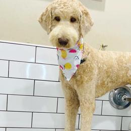 Bernedoodles and Goldendoodles from D-H Poodles & Doodles