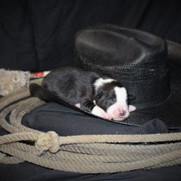 Border Collie Puppies from Team Reeves Ranch