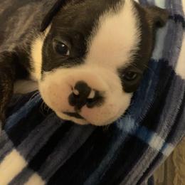 Boston Terrier Puppies from Candied Bostons