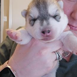 Clover - Gray and white female Siberian Husky puppy in Le Sueur, Minnesota from Tevana Siberians LLC