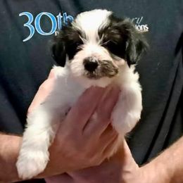 Dipper (Ranger) (Gray) - Piebald male Morkie puppy in Martin, Tennessee from Danza Bolo