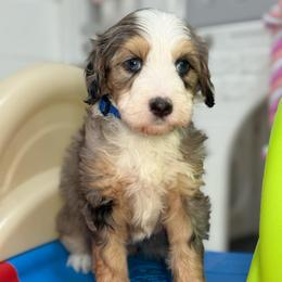 Enzo - Tri-color male Bernedoodle puppy in Yuciapa, California from AlltheDoodlez_