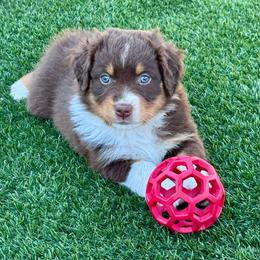 Ozzy - Red tri-color male Australian Shepherd puppy in Ramona, California from Blue Moon Aussies