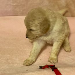 Goldendoodle Puppies from Toneytails Doodles