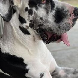 Great Danes from Riverwood Danes