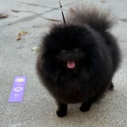 Hope - Pomeranian