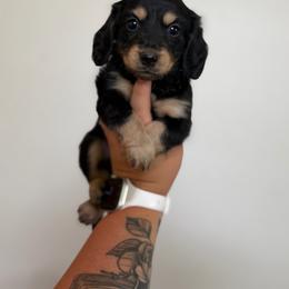 Rooster - Black and cream male Dachshund puppy in Mc Alester, Ok, Oklahoma from New Hope Miniature Dachshunds
