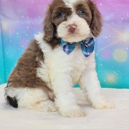 Drew - Merle male Cockapoo puppy in Louisburg, North Carolina from Raven Oak's Mini Cockapoos