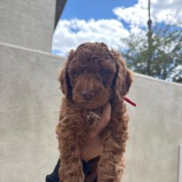 Woody - Red  male Goldendoodle puppy in Moreno Valley, California from Rainbow SoCal Doodles