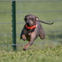 American Hairless Terrier Puppies from Hearts Companions