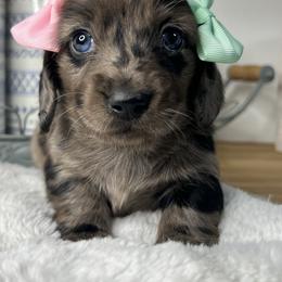 Dapple girl - Dapple female Dachshund puppy in Payette, Idaho from NT Mini Doxies