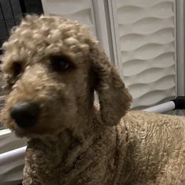 Gracie  - Goldendoodle