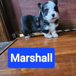 Pembroke Welsh Corgi Puppies from McGraw's Paws 🐾