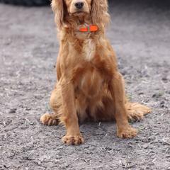 Pippa - English Cocker Spaniel