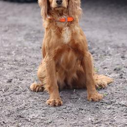 Pippa - English Cocker Spaniel