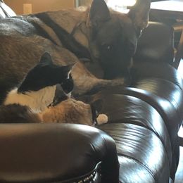 German Shepherd All Grown Up from A2 German Shepherd Dogs