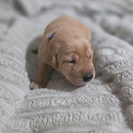 Boy 1 - Yellow male Labrador Retriever puppy in Grand Rivers, Kentucky from Big Water Dreams Retrievers