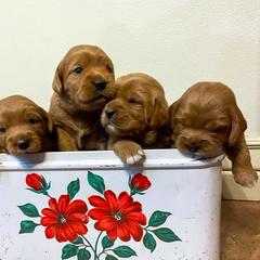 Labradoodle and Labrador Retriever Puppies from Ruby Red Labs and Doodles