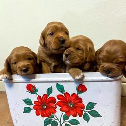 Labradoodle and Labrador Retriever Puppies from Ruby Red Labs and Doodles