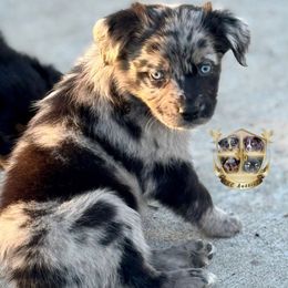 Bones - Blue merle male Australian Shepherd puppy in El Dorado Springs, Missouri from HP Aussie Kennels