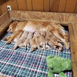 English Setter, Golden Retriever, and Gordon Setter Puppies from Katherine Lirette