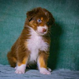 Coffee - Red tri-color male Australian Shepherd puppy in Monroe, Georgia from Lovable Little Aussies