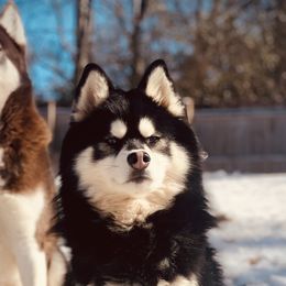 Pomeranians and Pomskies from Thicketty Mountain Pomskies