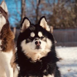Pomeranians and Pomskies from Thicketty Mountain Pomskies
