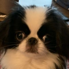 Kasmir - Japanese Chin