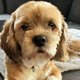 Lhasa Apsos and Shih Tzus from The Ruff Life Tribe