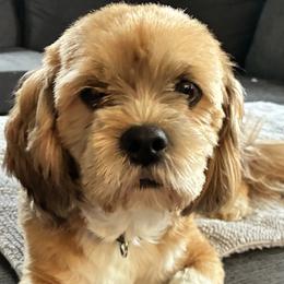Lhasa Apsos and Shih Tzus from The Ruff Life Tribe