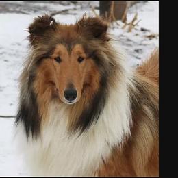 Collie All Grown Up from Garlind Ridge Collies