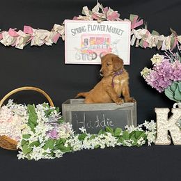 Golden Retriever Puppies from KP Golden Retrievers