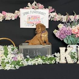 Golden Retriever Puppies from KP Golden Retrievers
