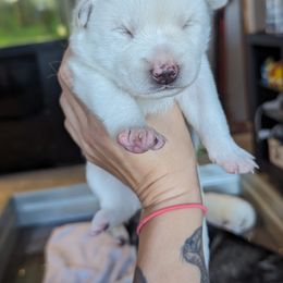 Pomsky Puppies from Valparaiso Pomskys