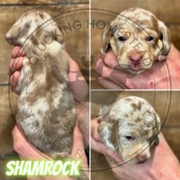 Shamrock - Chocolate and cream male Dachshund puppy in Fond Du Lac, Wisconsin from Clucking Homestead Springers & Dachshunds