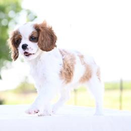 Willow - Blenheim female Cavalier King Charles Spaniel puppy in Lawton, Oklahoma from Lindsey’s Cavies