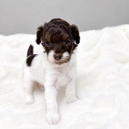Purple - Chocolate female Australian Labradoodle puppy in Springfield, Ohio from Dawson & Daryn's Royal Companions