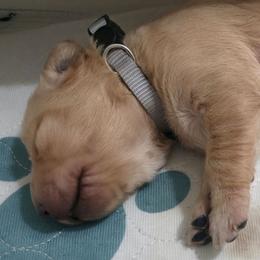 Holly - Silver Collar - Apricot female Goldendoodle puppy in Mullin, Texas from Grosenbacher Goldendoodles