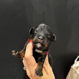 Firefly - Tri-color female Bernedoodle puppy in Macon County, North Carolina from Mountain Doodles