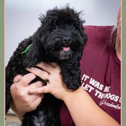 Verne - Black male Cockapoo puppy in Connersville, Indiana from Deaz Doodle Ranch