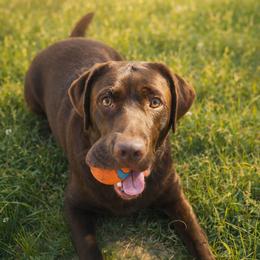 Saja - Labrador Retriever