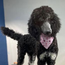 Assorted Doodle Crosses and Poodle All Grown Up from Gemstone Poodles and Doodles