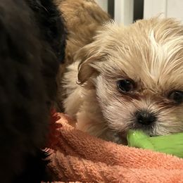 Caramel - Cream and white male Shih Tzu puppy in Statesboro, Georgia from Magnolia Small Breeds