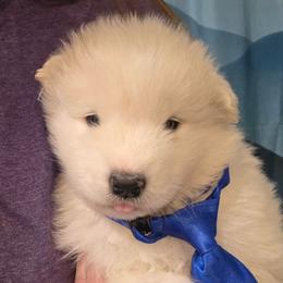 Blue boy - White and biscuit male Samoyed puppy in Elwell, Michigan from Limelight Samoyeds