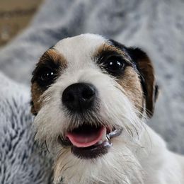 Do dah - Jack Russell Terrier