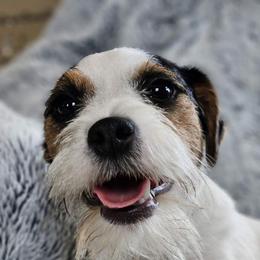 Do dah - Jack Russell Terrier